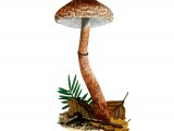 Leucoagaricus croceovelutinus FU010