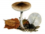 Leucoagaricus marriagei FU013