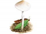 Leucoagaricus serenus FU004