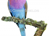 Lilac-breasted Roller (Coracias caudatus) BD0629