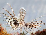 F157 - Lionfish (Pterois volitans)