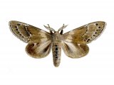 Lobster Moth (Stauropus fagi) IN001