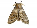 Lobster Moth (Stauropus fagi) IN002