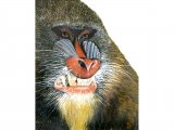 Mandrill (Mandrillus sphinx) M001