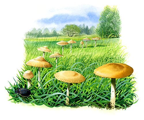 Marasmius oreads (Fairy Ring) FU0125