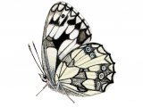 Marbled White (Melanargia galathea) IN002