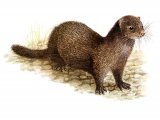 Mink (Mistela vison) M001