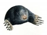 Mole (Talpa europaea) M001