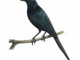 Moluccan Starling (adult) Aplonis mysolensis BD034