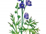 Monkshood (Aconitum napellus) BT0255