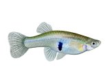 Mosquitofish (Gambusia affinis) female F001