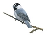 Mountain Chickadee (Poecile gambeli) BD036