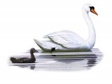 Mute Swan & cygnet (Cygnus olor) BD0476