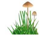 Mycena olivaceomarginata (Brownedge Bonnet) FU007