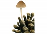 Mycena seynseii FU010