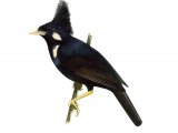 Long-crested Myna (Basilornis corythaix) BD038