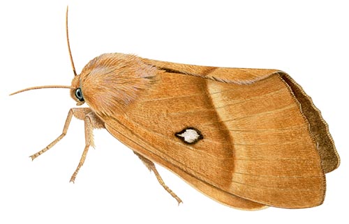 Northern Oak Eggar (Lasiocampa quercus) IN002