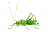 Oak Bush Cricket (Meconema thalassinum) IN001