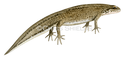 Palmate Newt female (Triturus helveticus) RA112