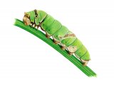 Mariposa del Muerte Caterpillar (Papilio demoleus) IN003