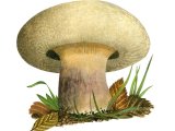 Paxillus obscurosporus FU001