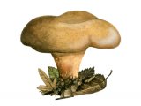 Paxillus validus FU001