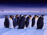  Aptenodytes forsteri (Emperor Penguin) BD044