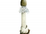 Phallus impudicus var. togatus FU001