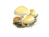 Pholiota alnicola var. alnicola (Alder Scalycap) FU001