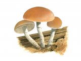 Pholiota astragalina (Conifer Scalycap) FU004