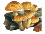 Pholiota aurivella (Golden Scalycap) FU002