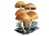 Pholiota highlandensis FU011