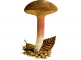 Phylloporus pelletieri (Golden Gilled Bolete)FU001