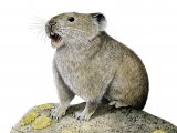 Pika (Ochotona princeps) M002