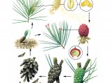 Pine Tree Life Cycle BT059