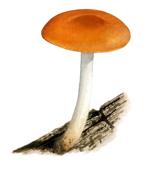 Pluteus aurantiorugosus FU015