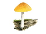 Pluteus chysophaeus (Yellow Shield) FU019