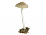 Pluteus cinereofuscus FU012