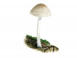 Pluteus hispidulus FU010