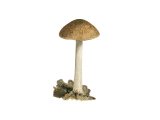 Pluteus plautus (Satin Shield) FU007