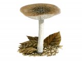 Pluteus thomsonii (Veined Shield) FU022