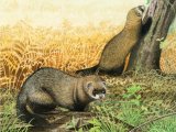 Polecat (Mustela putorius) M002