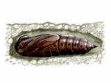 Privet Hawh Moth Pupae (Sphinx ligustri) IN004