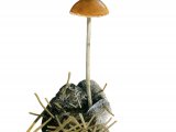 Psilocybe merdaria F004