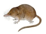 Shrew (Pygmy) Sorex minutus M004