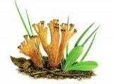 Ramaria broomei FU001