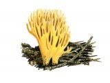 Ramaria eumorpha FU001