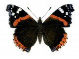 Red Admiral (Vanessa atalanta) IN001