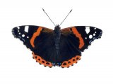 Red Admiral (Vanessa atalanta) IN003