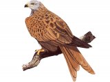 Red Kite (Milvus milvus) BD0549